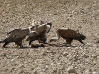 Gyps fulvus 149, Vale gier, Saxifraga-Michiel Drok