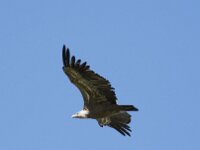 Gyps fulvus 151, Vale gier, Saxifraga-Willem van Kruijsbergen