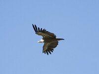 Gyps fulvus 152, Vale gier, Saxifraga-Willem van Kruijsbergen