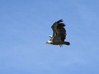 Gyps fulvus 153, Vale gier, Saxifraga-Willem van Kruijsbergen