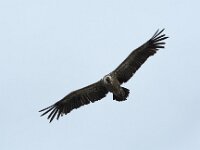 Gyps fulvus 154, Vale gier, Saxifraga-Willem van Kruijsbergen