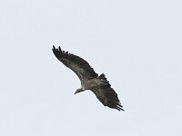 Gyps fulvus 156, Vale gier, Saxifraga-Willem van Kruijsbergen