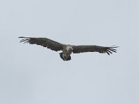 Gyps fulvus 158, Vale gier, Saxifraga-Willem van Kruijsbergen