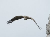 Gyps fulvus 160, Vale gier, Saxifraga-Willem van Kruijsbergen