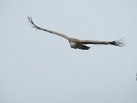 Gyps fulvus 161, Vale gier, Saxifraga-Willem van Kruijsbergen