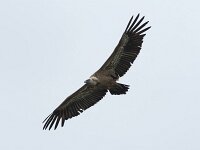 Gyps fulvus 163, Vale gier, Saxifraga-Willem van Kruijsbergen
