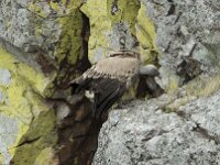 Gyps fulvus 164, Vale gier, Saxifraga-Willem van Kruijsbergen