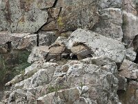 Gyps fulvus 170, Vale gier, Saxifraga-Willem van Kruijsbergen