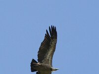 Gyps fulvus 173, Vale gier, Saxifraga-Willem van Kruijsbergen