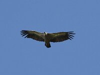 Gyps fulvus 174, Vale gier, Saxifraga-Willem van Kruijsbergen