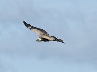 Gyps fulvus 181, Vale gier, Saxifraga-Willem van Kruijsbergen