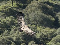 Gyps fulvus 183, Vale gier, Saxifraga-Willem van Kruijsbergen