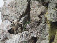 Gyps fulvus 188, Vale gier, Saxifraga-Willem van Kruijsbergen