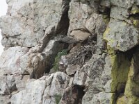 Gyps fulvus 194, Vale gier, Saxifraga-Willem van Kruijsbergen