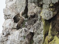 Gyps fulvus 197, Vale gier, Saxifraga-Willem van Kruijsbergen