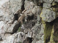 Gyps fulvus 199, Vale gier, Saxifraga-Willem van Kruijsbergen