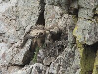 Gyps fulvus 200, Vale gier, Saxifraga-Willem van Kruijsbergen