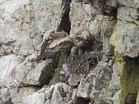Gyps fulvus 201, Vale gier, Saxifraga-Willem van Kruijsbergen