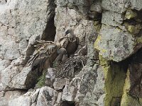 Gyps fulvus 205, Vale gier, Saxifraga-Willem van Kruijsbergen