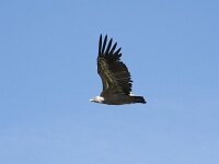 Gyps fulvus 212, Vale gier, Saxifraga-Willem van Kruijsbergen