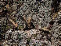 Gyps fulvus 55, Vale gier, adult, Saxifraga-Theo Verstrael