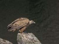 Gyps fulvus 56, Vale gier, adult, Saxifraga-Theo Verstrael