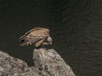 Gyps fulvus 57, Vale gier, adult, Saxifraga-Theo Verstrael