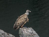 Gyps fulvus 58, Vale gier, adult, Saxifraga-Theo Verstrael