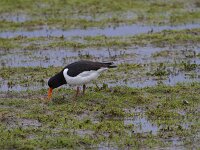 Haematopus ostralegus 106, Scholekster, Saxifraga-Jan Nijendijk
