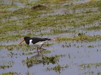 Haematopus ostralegus 108, Scholekster, Saxifraga-Jan Nijendijk