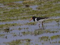 Haematopus ostralegus 109, Scholekster, Saxifraga-Jan Nijendijk