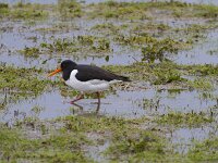 Haematopus ostralegus 110, Scholekster, Saxifraga-Jan Nijendijk
