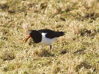 Haematopus ostralegus 122, Scholekster, Saxifraga-Jan Nijendijk