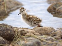 Haematopus ostralegus 123, Scholekster, Saxifraga-Jan Nijendijk