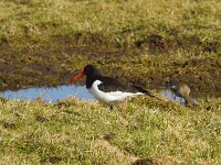 Haematopus ostralegus 127, Scholekster, Saxifraga-Jan Nijendijk