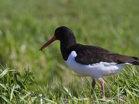 Haematopus ostralegus 128, Scholekster, Saxifraga-Jan Nijendijk