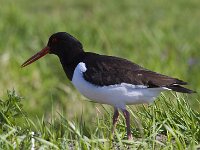 Haematopus ostralegus 129, Scholekster, Saxifraga-Jan Nijendijk