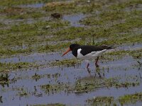 Haematopus ostralegus 130, Scholekster, Saxifraga-Jan Nijendijk