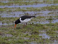 Haematopus ostralegus 131, Scholekster, Saxifraga-Jan Nijendijk
