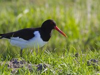 Haematopus ostralegus 132, Scholekster, Saxifraga-Jan Nijendijk