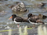 Haematopus ostralegus 38, Scholekster, adult, Saxifraga-Theo Verstrael