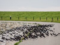 Haematopus ostralegus 88, Scholekster, adult, Saxifraga-Theo Verstrael