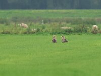 Haliaeetus albicilla 30, Zeearend, Saxifraga-Mark Zekhuis