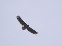 Haliaeetus albicilla 88, Zeearend, Saxifraga-Tom Heijnen