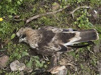 Hieraaetus pennatus 9, Dwergarend, dead, Saxifraga-Willem van Kruijsbergen