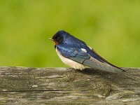 Hirundo rustica 196, Boerenzwaluw, Saxifraga-Jan Nijendijk