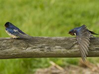 Hirundo rustica 197, Boerenzwaluw, Saxifraga-Jan Nijendijk