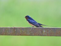 Hirundo rustica 199, Boerenzwaluw, Saxifraga-Tom Heijnen