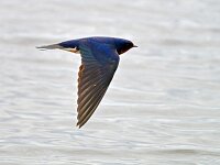 Hirundo rustica 201, Boerenzwaluw, Saxifraga-Tom Heijnen