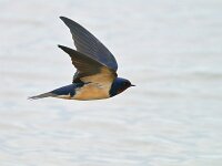 Hirundo rustica 202, Boerenzwaluw, Saxifraga-Tom Heijnen
